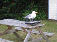 IMG 4917